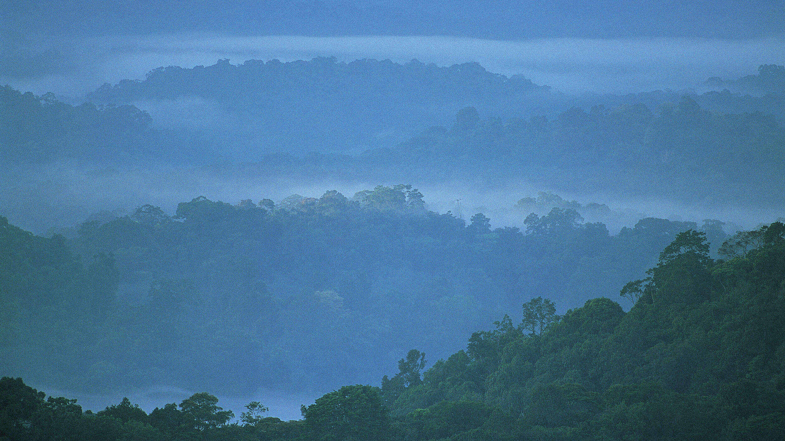 Amazonas-Regenwald in Französisch-Guayana © Roger Leguen / WWF