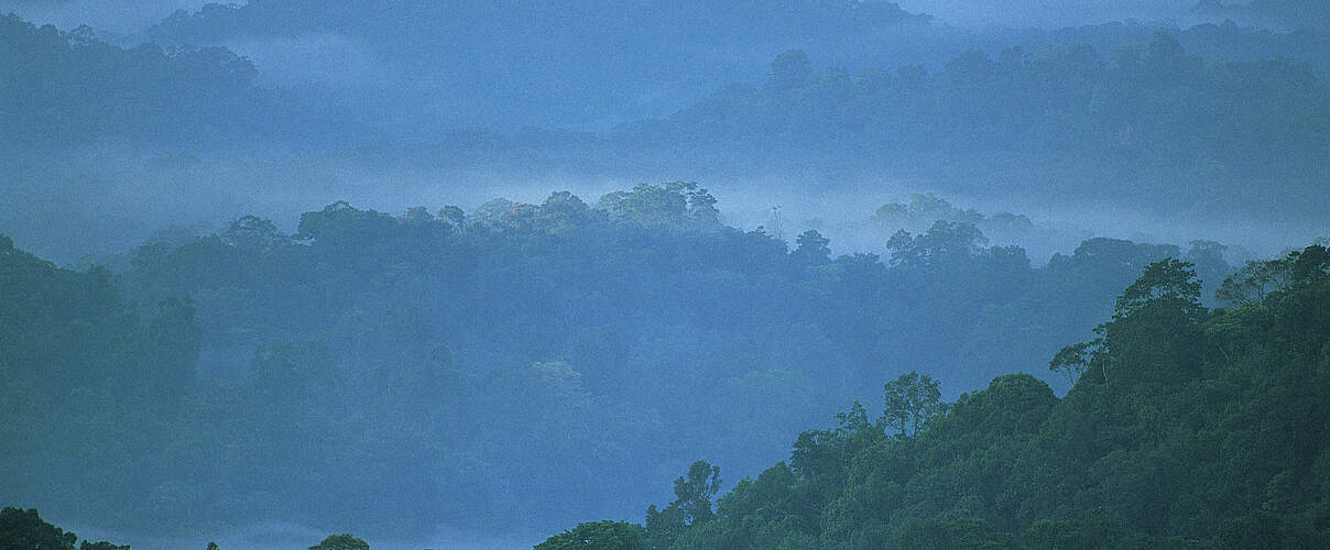 Amazonas-Regenwald in Französisch-Guayana © Roger Leguen / WWF