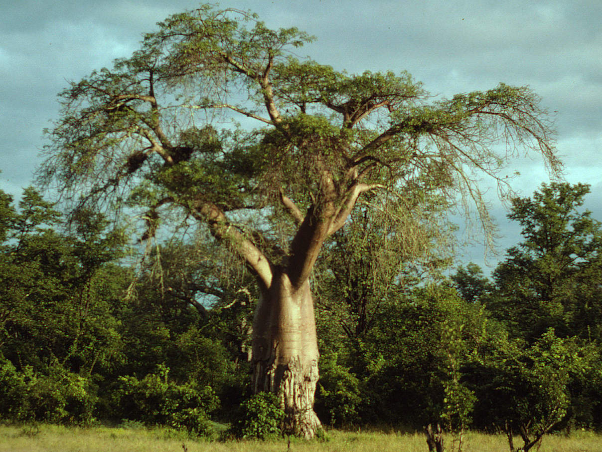 Baobab (Adansonia digitata); South Luangwa National Park, Zambia © John E. Newby / WWF