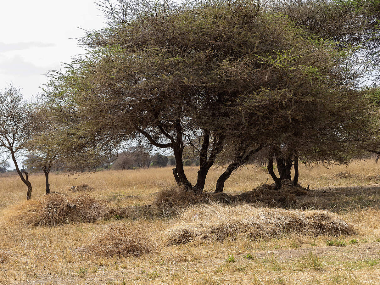 Auch in der Trockenzeit das Gras eine wichtige Funktion © WWF Kenia Auch in der Trockenzeit das Gras eine wichtige Funktion © WWF Kenia