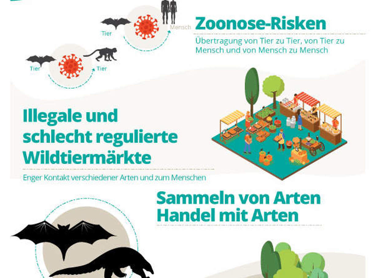 Zoonosen-Infografik "Weg der Epidemien" © WWF Italien Zoonosen-Infografik "Weg der Epidemien" © WWF Italien