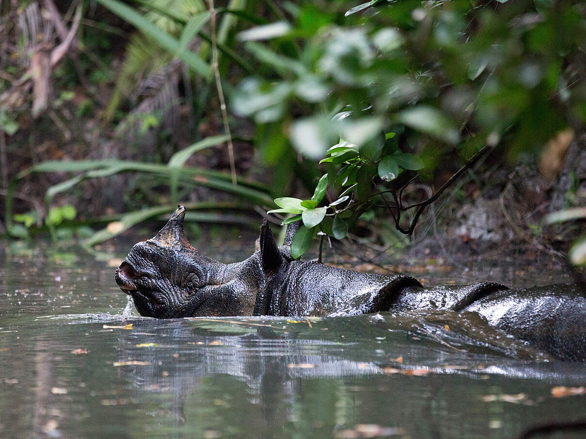 Java-Nashorn im Ujung Kulon National Park © Stephen ​Belcher Photography / WWF
