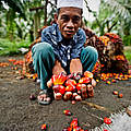 Palmöl-Ernte auf Sumatra © James Morgan / WWF-International