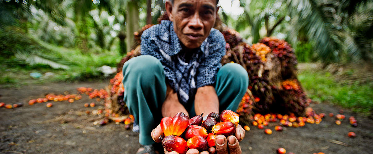 Palmöl-Ernte auf Sumatra © James Morgan / WWF-International