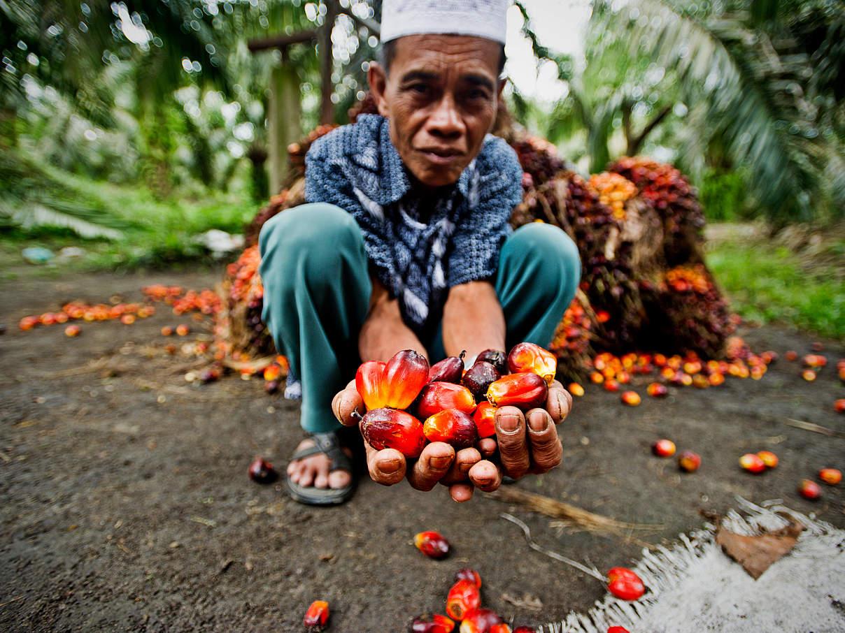 Palmöl-Ernte auf Sumatra © James Morgan / WWF-International