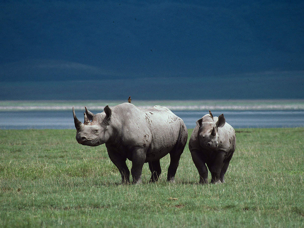 Spitzmaulnashörner auf Ebene © Philippe Oberle / WWF