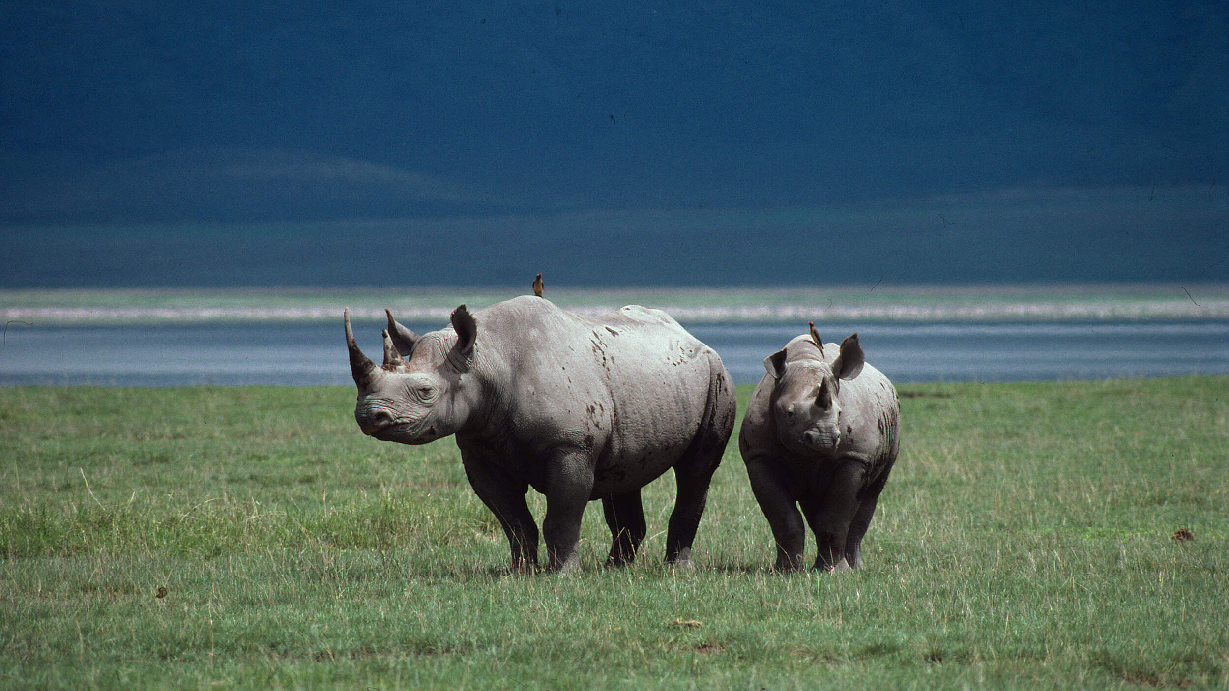 Spitzmaulnashörner auf Ebene © Philippe Oberle / WWF