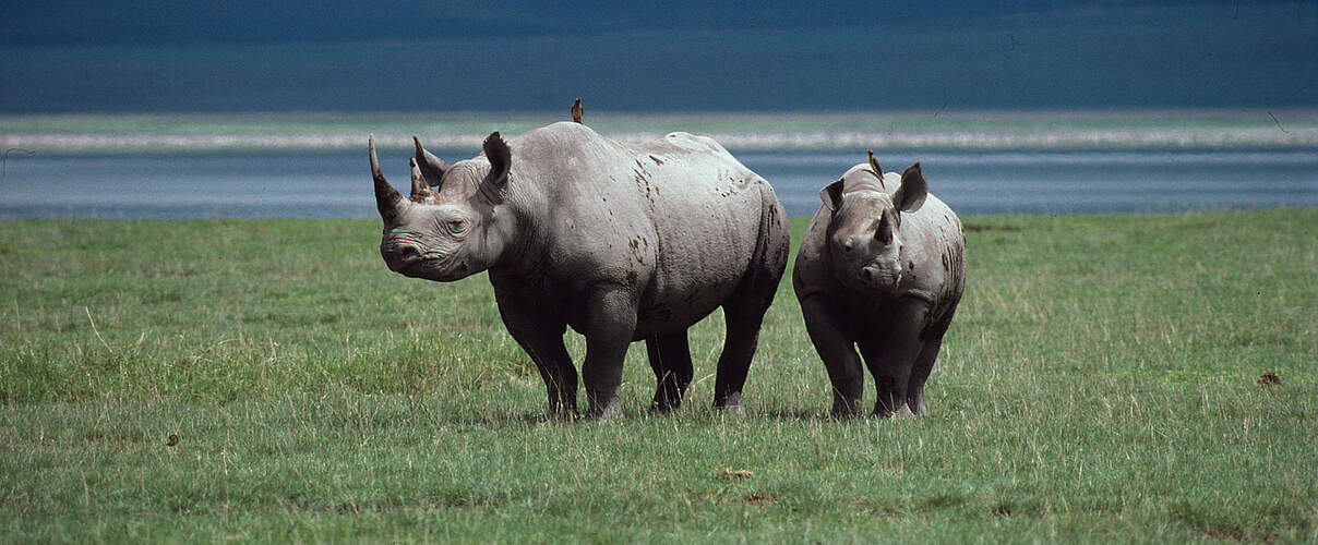Spitzmaulnashörner auf Ebene © Philippe Oberle / WWF