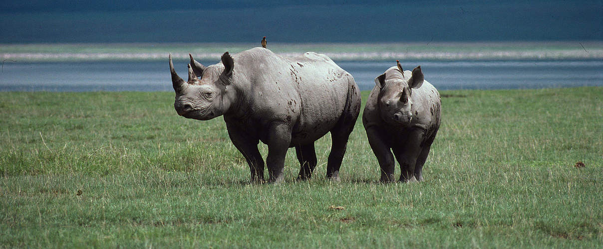 Spitzmaulnashörner auf Ebene © Philippe Oberle / WWF