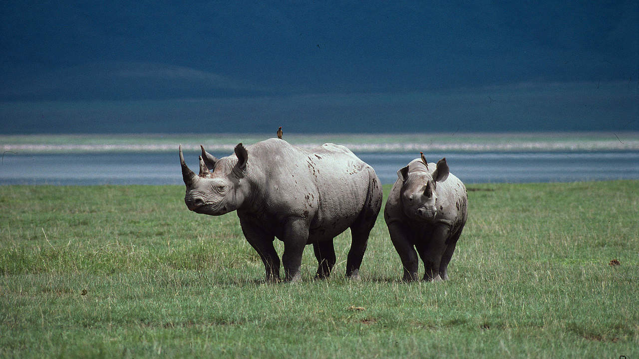 Spitzmaulnashörner auf Ebene © Philippe Oberle / WWF