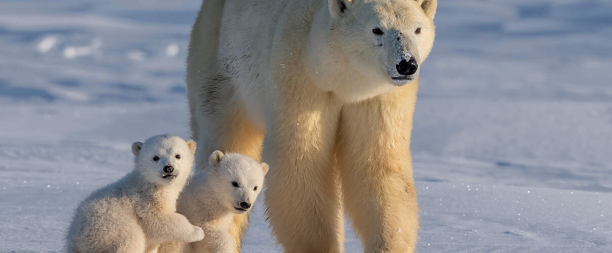 Eisbärmutter mit Nachwuchs © Xiaoying Shi / iStock / Getty Images