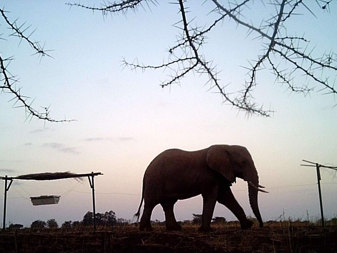 Elefant vor Elektrozaun in der Dämmerung