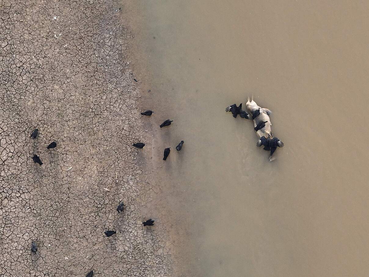 Ein verenderter Flussdelfin im Lago de Tefé © André Coelho/Instituto Mamirauá