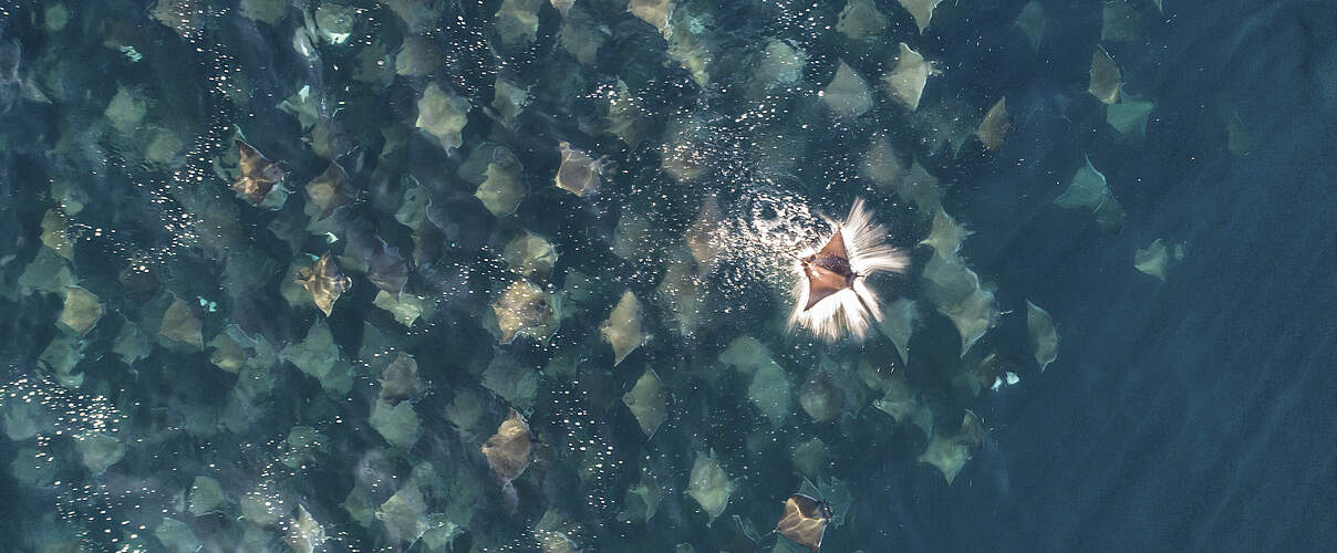 Eine Gruppe von Munks Zwerg-Teufelsrochen aus der Luft © naturepl.com / Mark Carwardine / WWF 