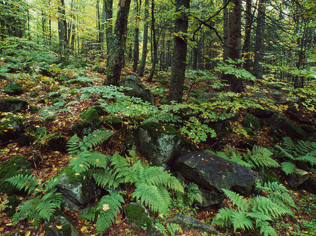 Lebensgemeinschaft Wald © Fritz Pölking / WWF