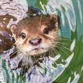 Otter 