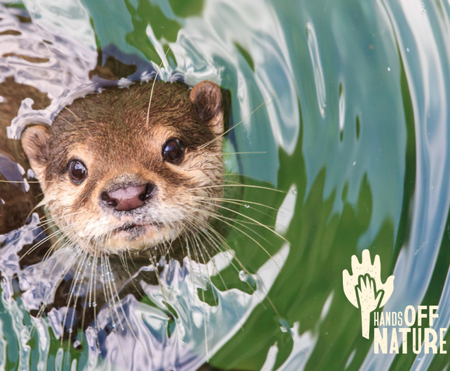 Otter 
