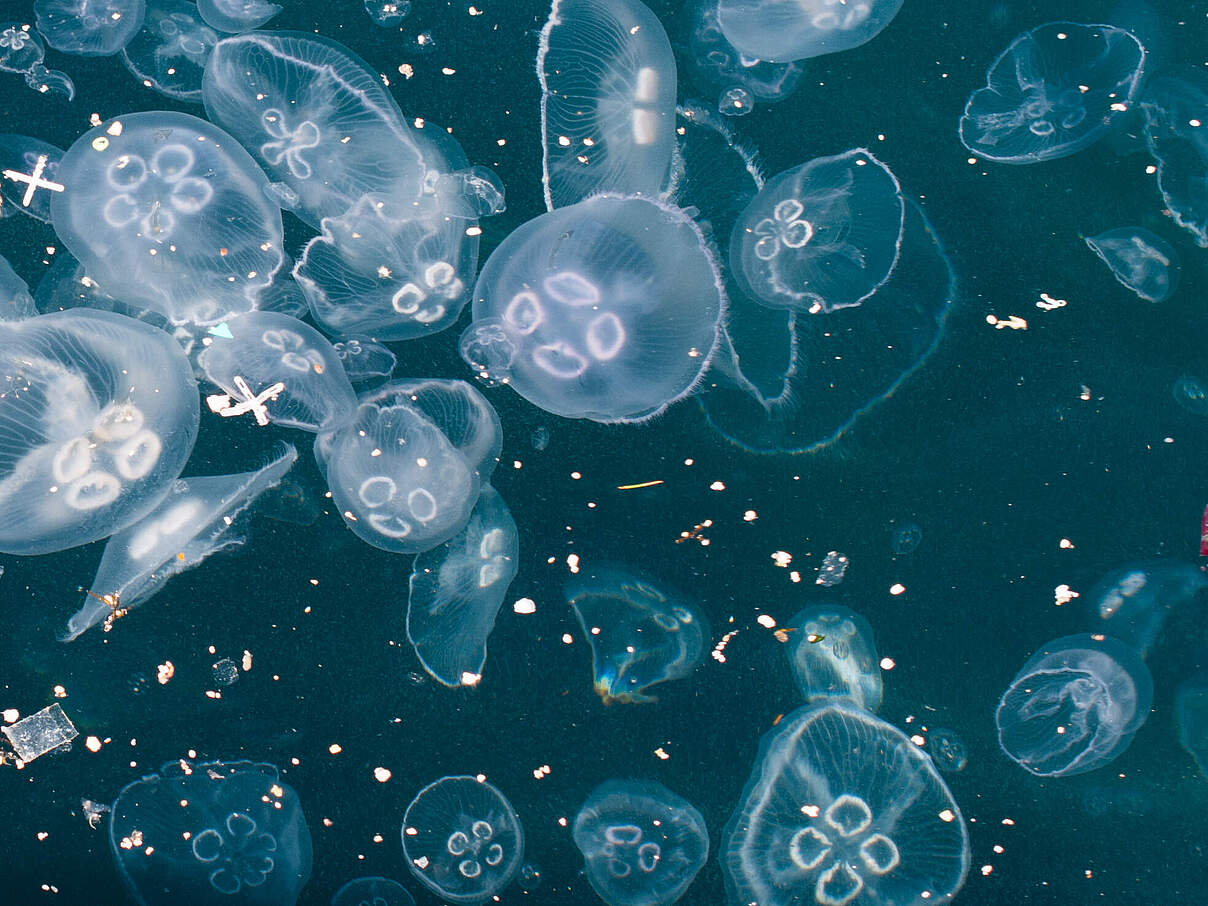 Plastikmüll im Meer neben Quallen © Berkay / iStock / Getty Images Plastikmüll im Meer neben Quallen © Berkay / iStock / Getty Images