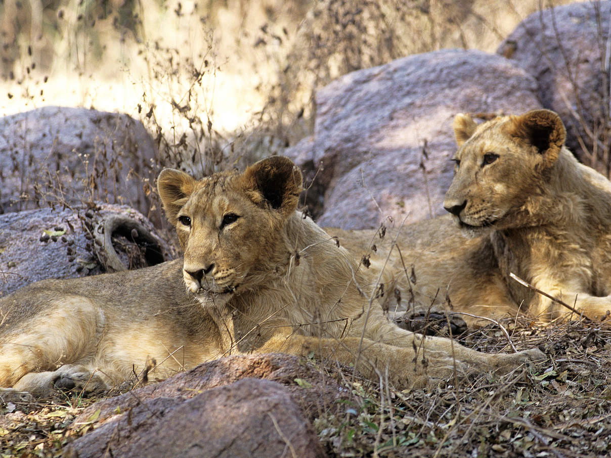 Asiatische Löwen, Jungtiere © David Lawson / WWF-UK