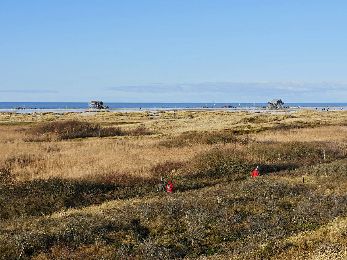 Dünen und Pfahlbauten bei St. Peter-Ording © Hans-Ulrich Rösner / WWF