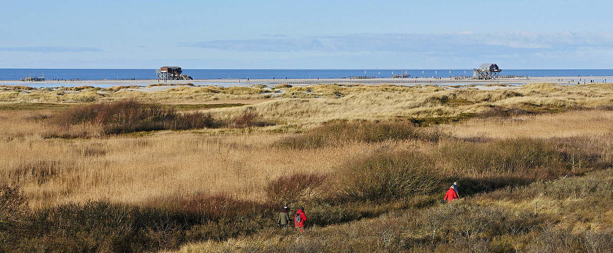 Dünen und Pfahlbauten bei St. Peter-Ording © Hans-Ulrich Rösner / WWF