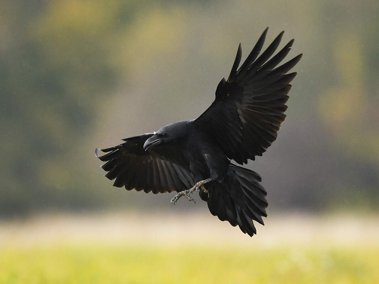 Fliegender Kolkrabe 