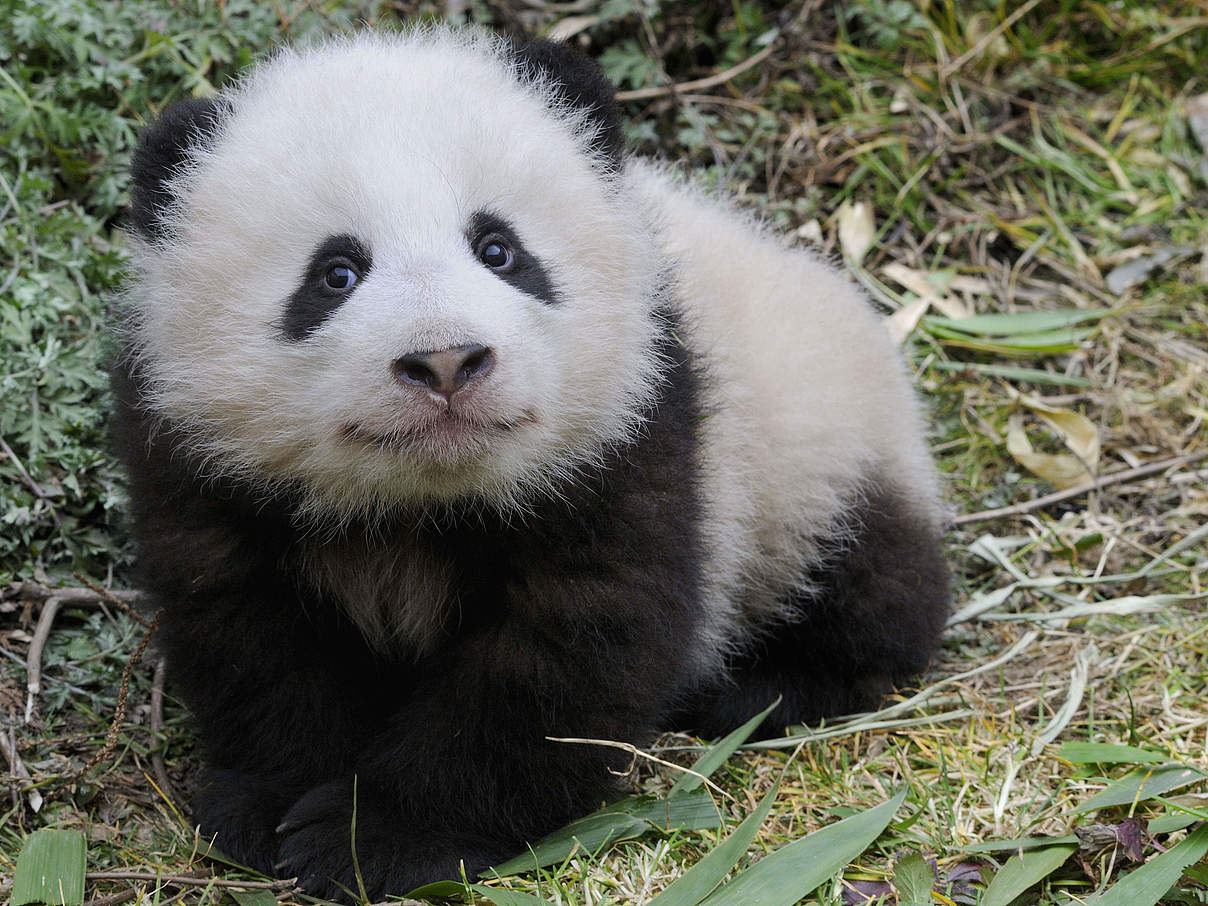 Baby Panda © Eric Baccega / naturepl.com / WWF