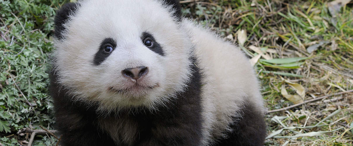 Baby Panda © Eric Baccega / naturepl.com / WWF