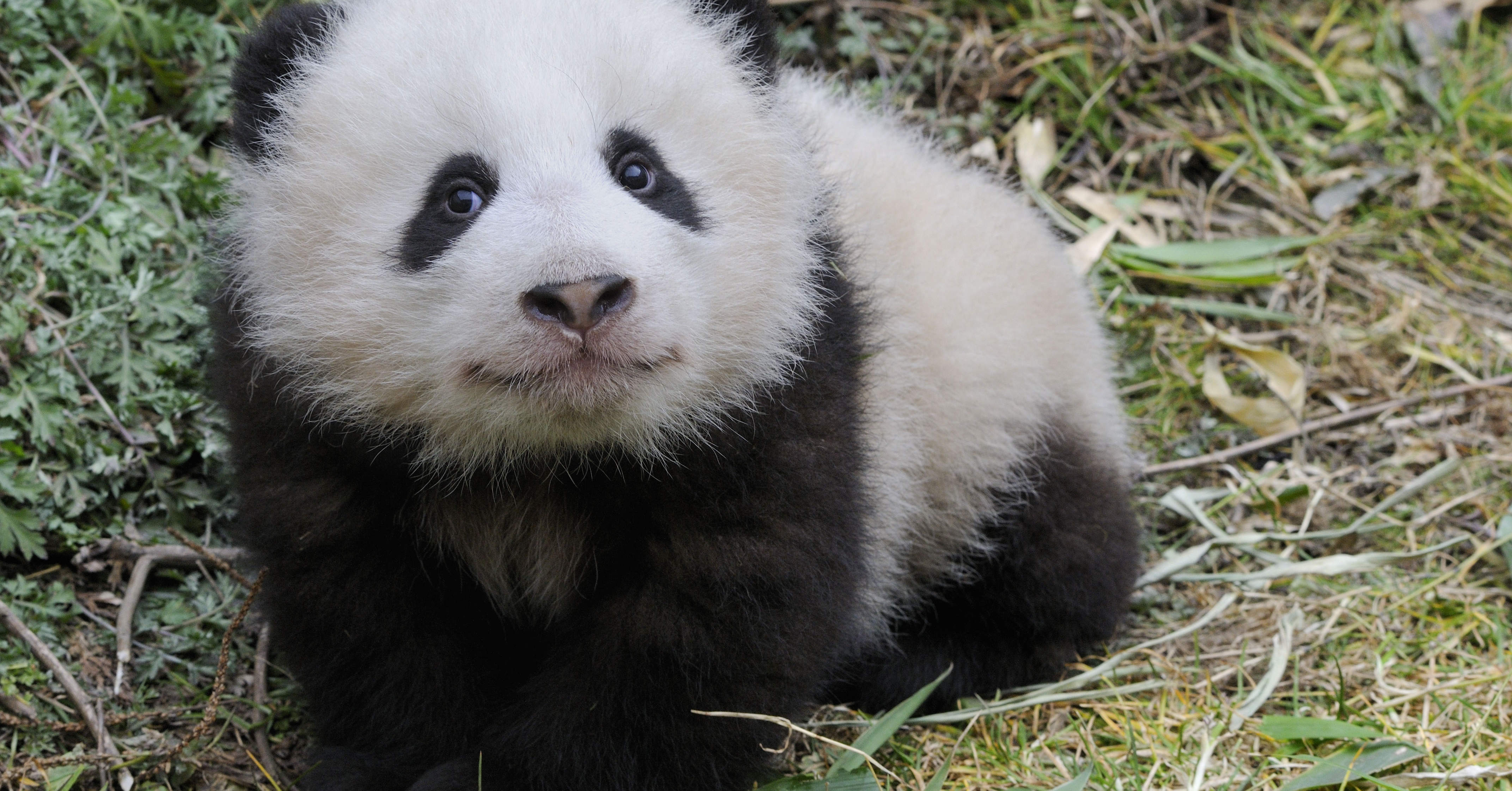 Historische Rettung Das Wwf Projekt Zum Schutz Des Großen Panda