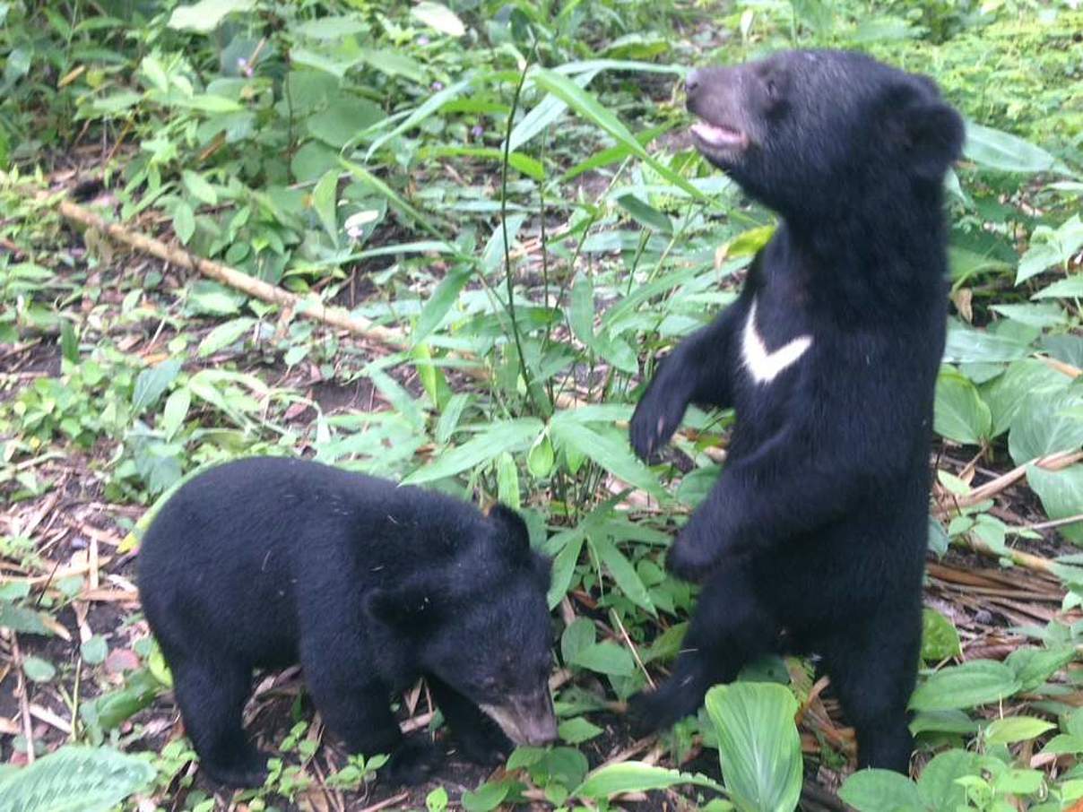 Die beiden kleinen Kragenbären haben sich gut entwickelt © WWF Thailand