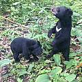 Die beiden kleinen Kragenbären haben sich gut entwickelt © WWF Thailand