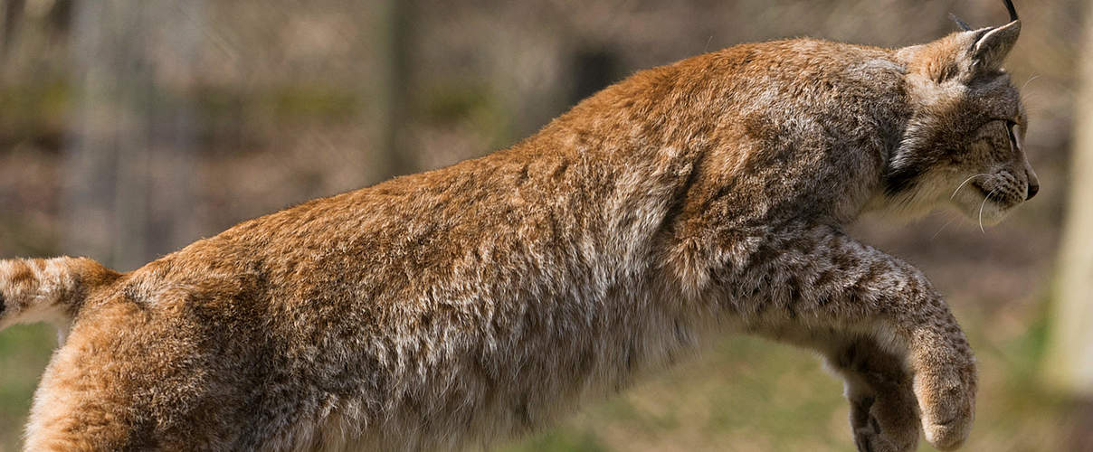 Luchs im Sprung © Ralph Frank / WWF