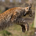 Luchs im Sprung © Ralph Frank / WWF