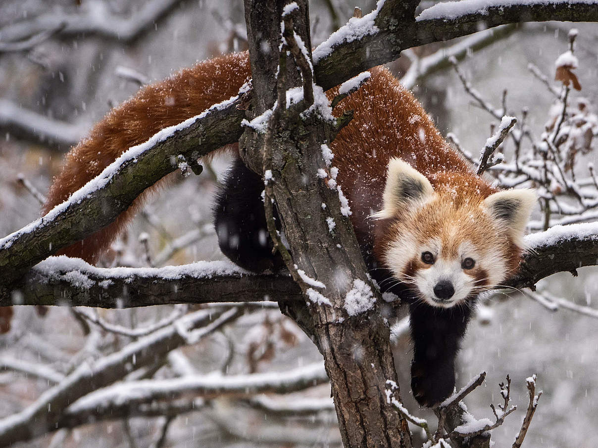 Roter Panda © 1Tomm / iStock / Getty Images