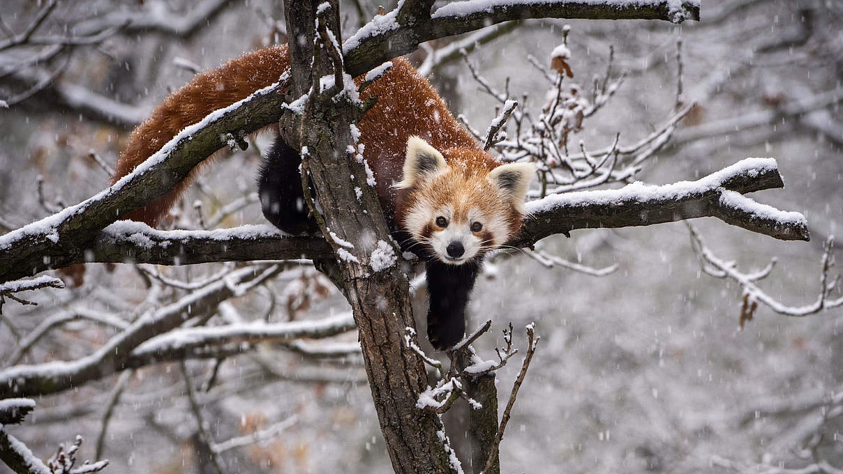 Roter Panda © 1Tomm / iStock / Getty Images