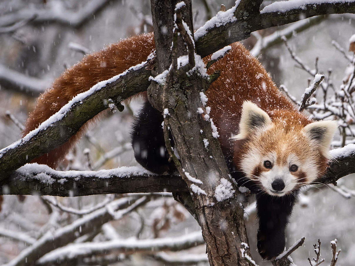 Roter Panda © 1Tomm / iStock / Getty Images