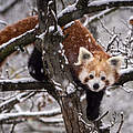 Roter Panda © 1Tomm / iStock / Getty Images