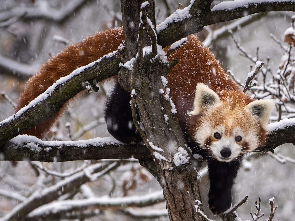 Roter Panda © 1Tomm / iStock / Getty Images