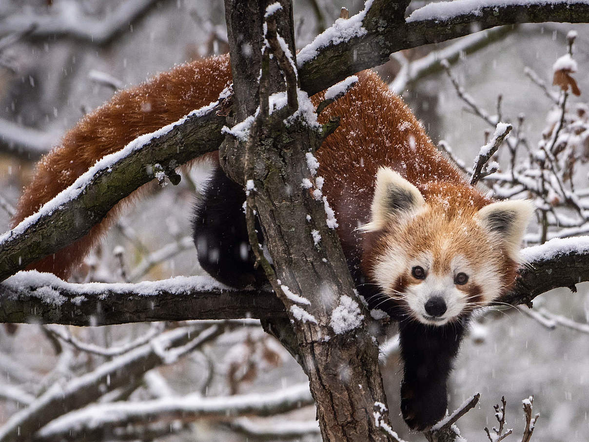 Roter Panda © 1Tomm / iStock / Getty Images