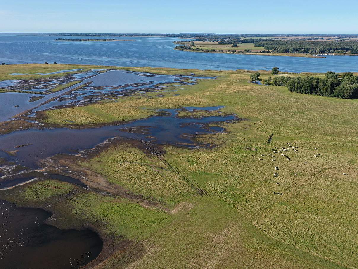 Salzwiese an der Ostsee © WWF