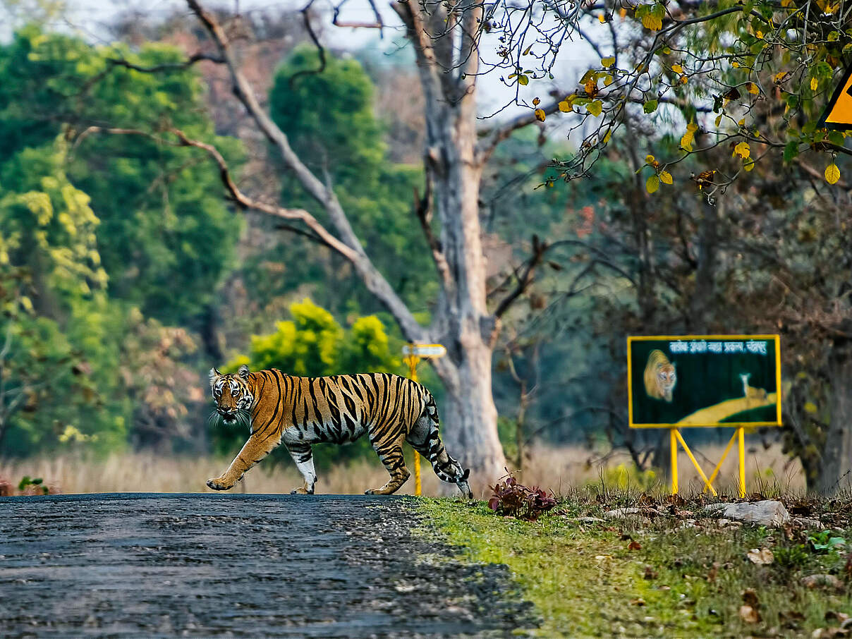 Tiger überquert eine Straße im Tadoba Tiger Reserve, Indien © ePhotocorp / iStock / WWF-Australia 