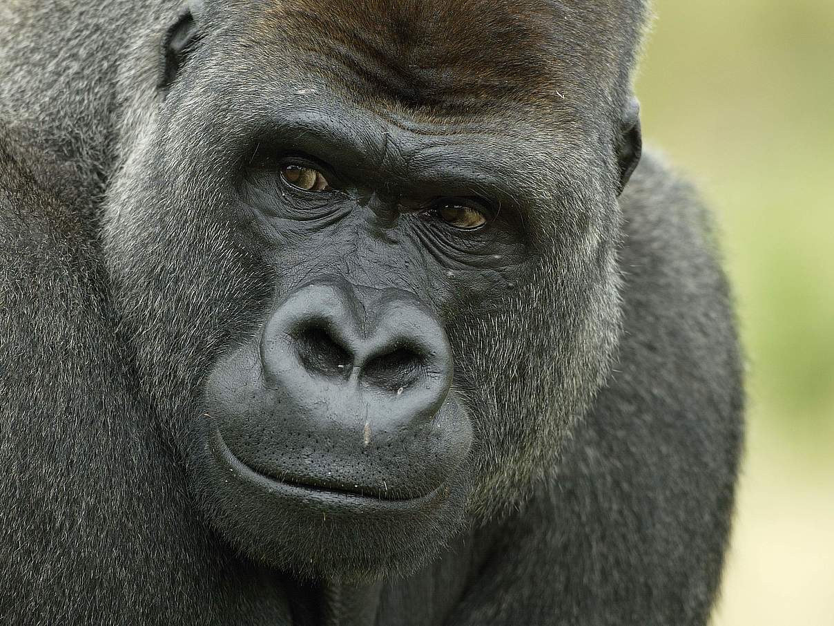 Westlicher Flachlandgorilla © Natureplcom / T.J. Rich/ WWF