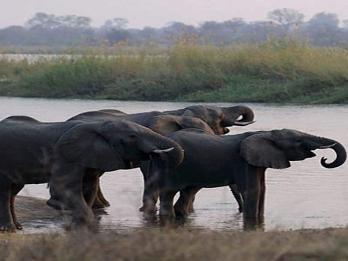 Afrikanischer Elefant © Helge Denker / WWF