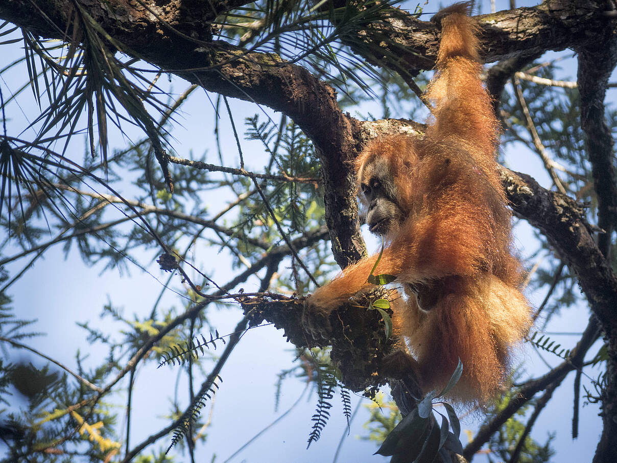 Tapanuli-Orang-Utan © IMAGO / Nature Picture Library