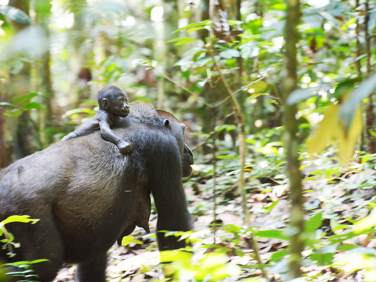 Malui und Epolo © Jannika Wendefeuer / WWF