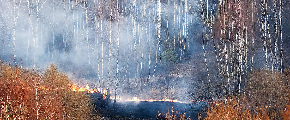 Verheerende Waldbrände wüten in Sibirien © Aksenovko / iStock / Getty Images
