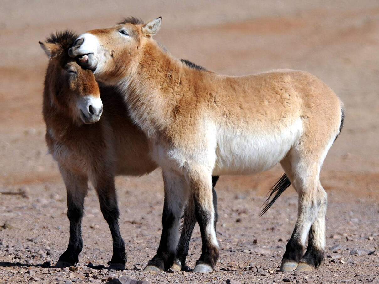 Allogrooming: Soziale Körperpflege © IMAGO / Xinhua