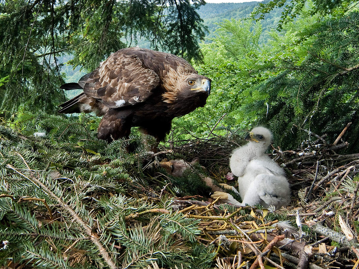 Steinadler und Küken im Horst 