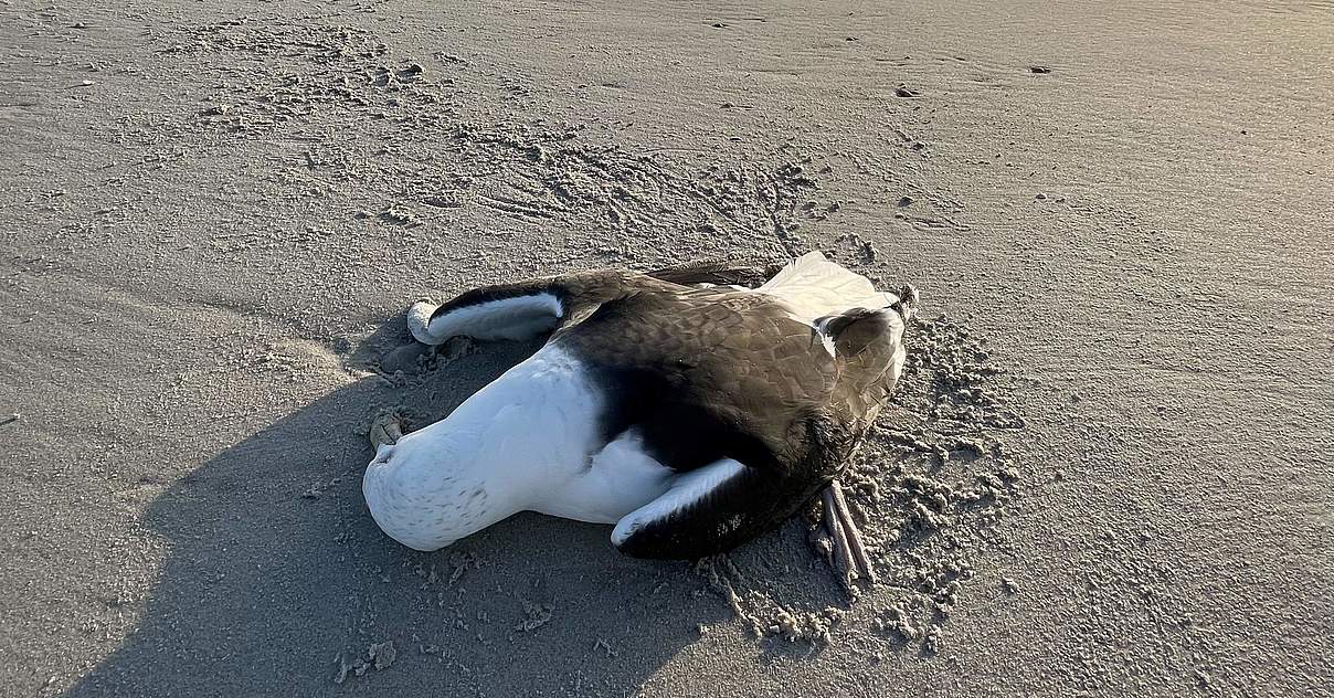 Tausende Vogel Verendet