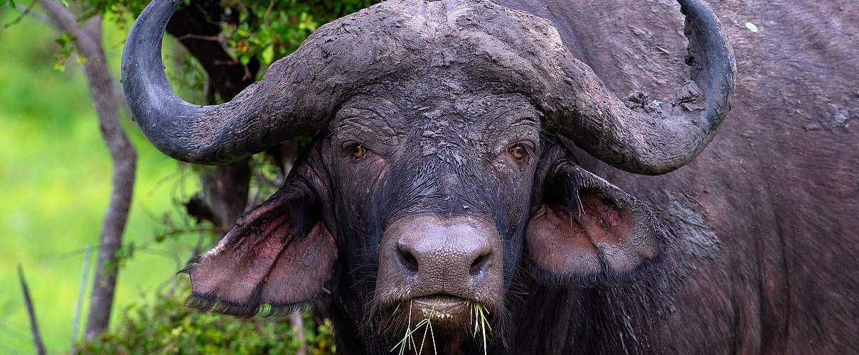 Afrikanischer Büffel © T. Schmidt